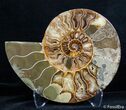 Inch Split Ammonite Pair #2623-3